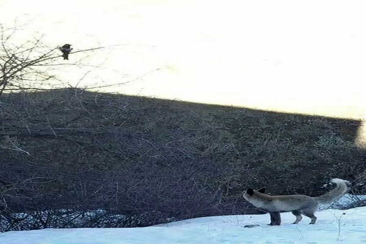 داستان روباه و زاغ واقعی در برف + عکس