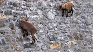 ویدیویی باورنکردنی از بالا رفتن بزهای کوهی از دیواره یک سد! + فیلم