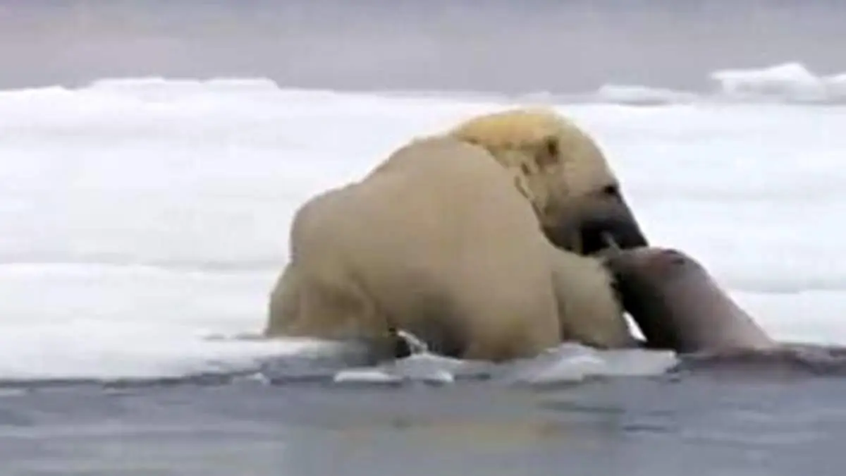 لحظه شکار فوک دریایی توسط خرس قطبی + فیلم