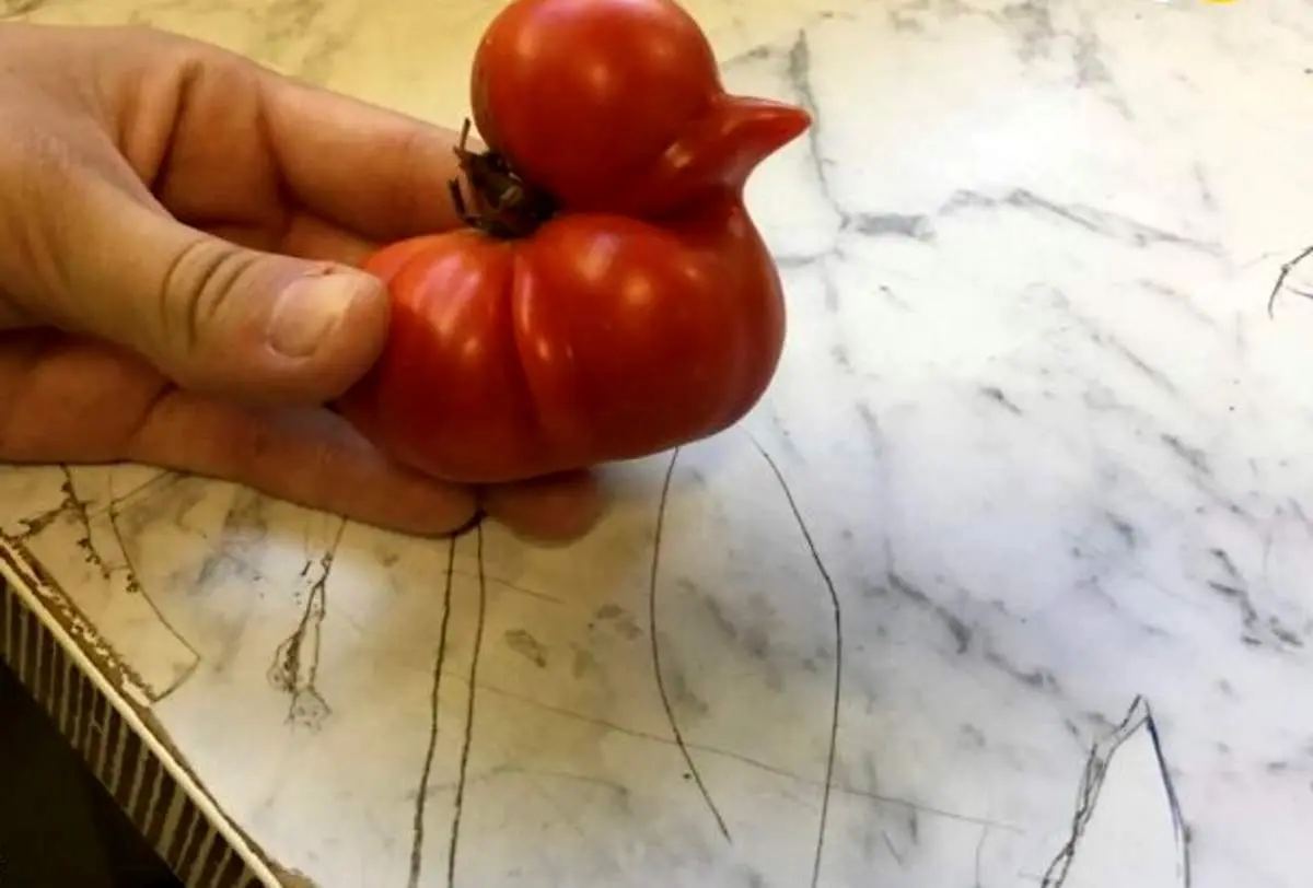 چیزهای عجیبی که مردم در طبیعت دیدند؛ از گوجه فرنگی عجیب تا پایان رنگین کمان