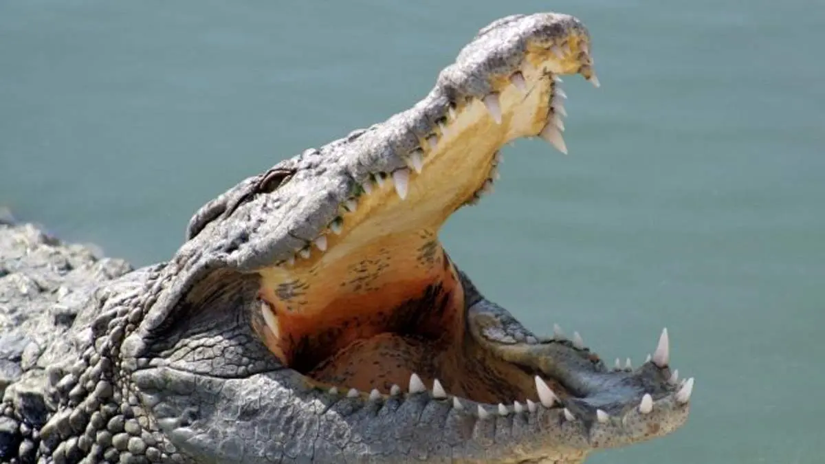 لحظه حمله کروکدیل به کوسه | ویدئویی که پربازدید شد + فیلم