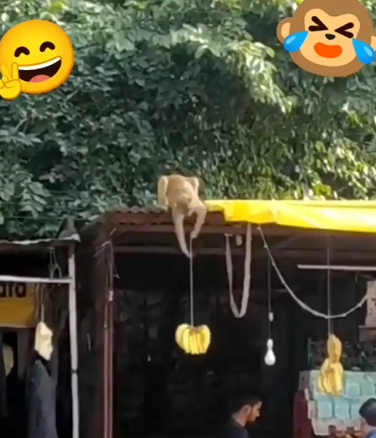 سرقت حرفه‌ای موزهای یک میوه‌فروشی توسط میمون بازیگوش+ فیلم