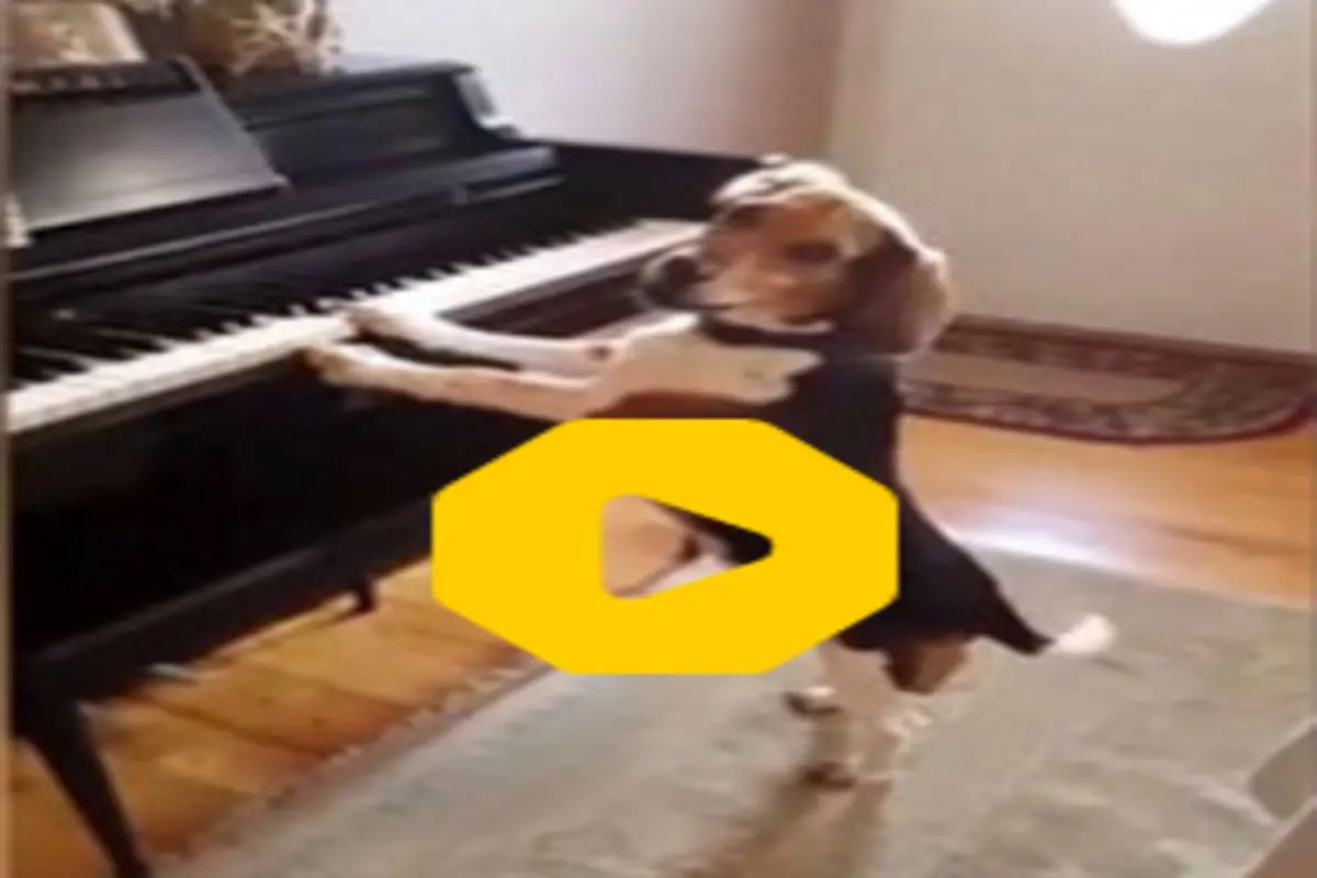 نوازندگی و خوانندگی یک سگ با پیانو+ فیلم