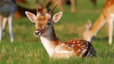 ویدئویی خنده‌دار از نشخوار جالب بچه آهو