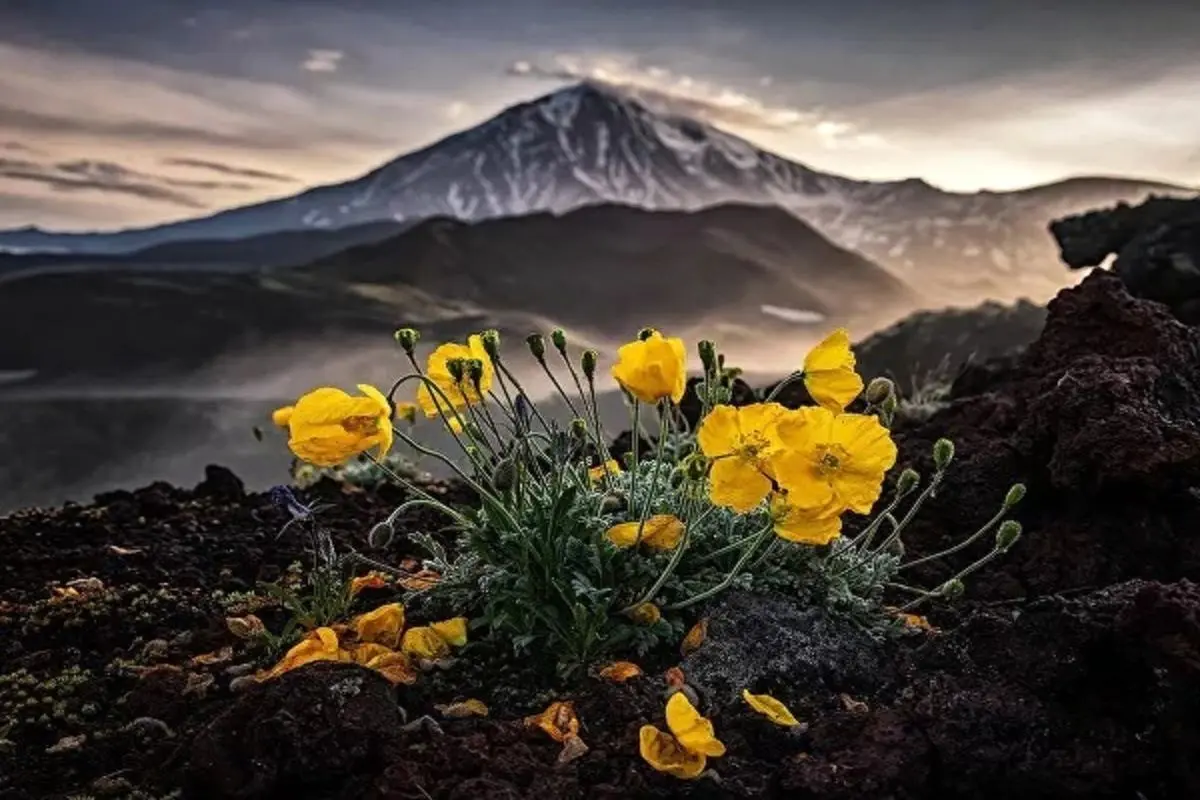 برندگان مسابقه عکاسی مطبوعات جهانی ۲۰۲۱