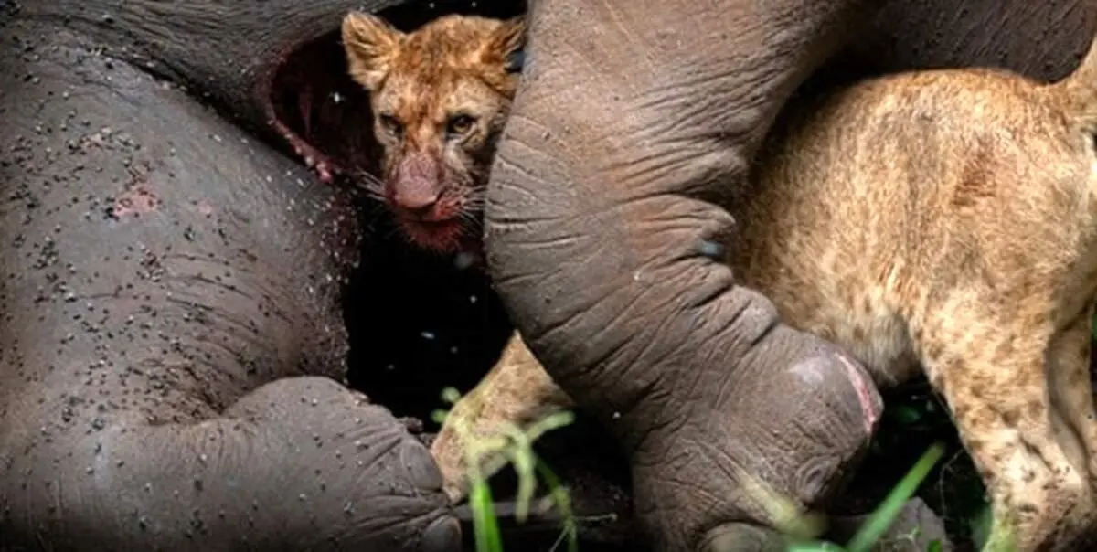 نفس‌گیرترین عکس‌های طبیعت جهان در سال ۲۰۲۱