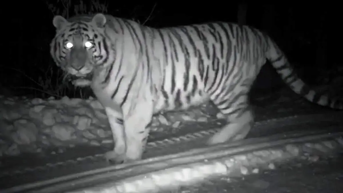 ببر کمیاب سیبری به همراه توله‌هایش، شکار دوربین مخفی شد + فیلم