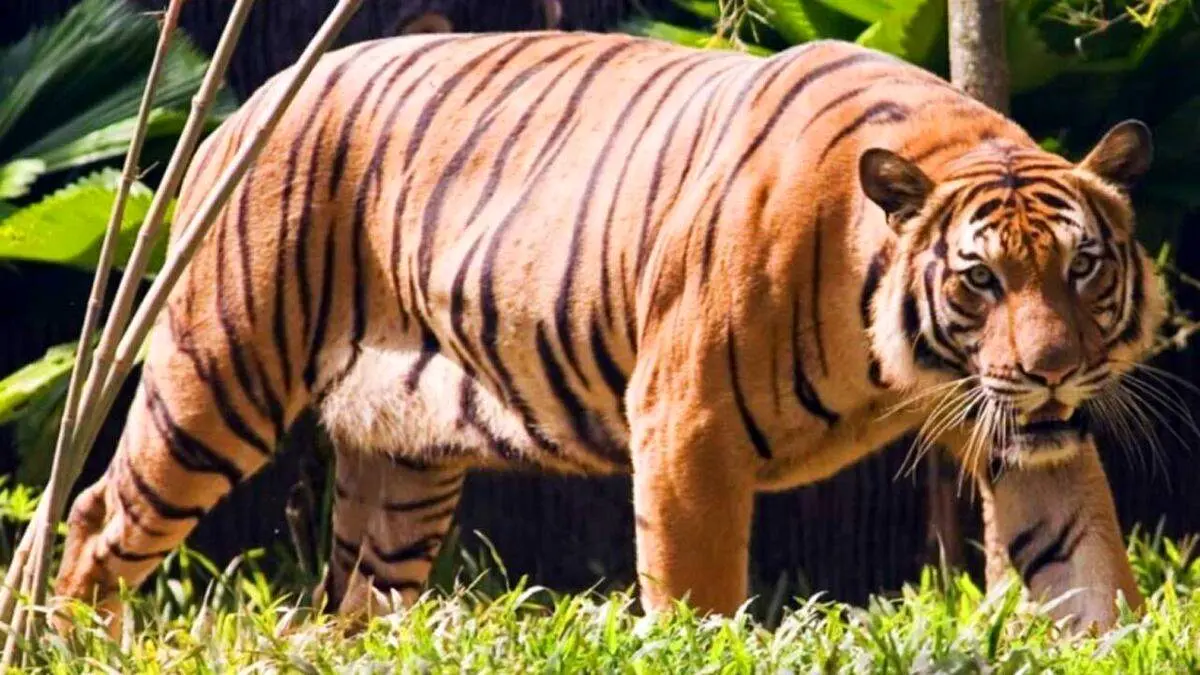 گاز گرفتن دست یک مرد توسط ببر مالایی در باغ وحش + فیلم