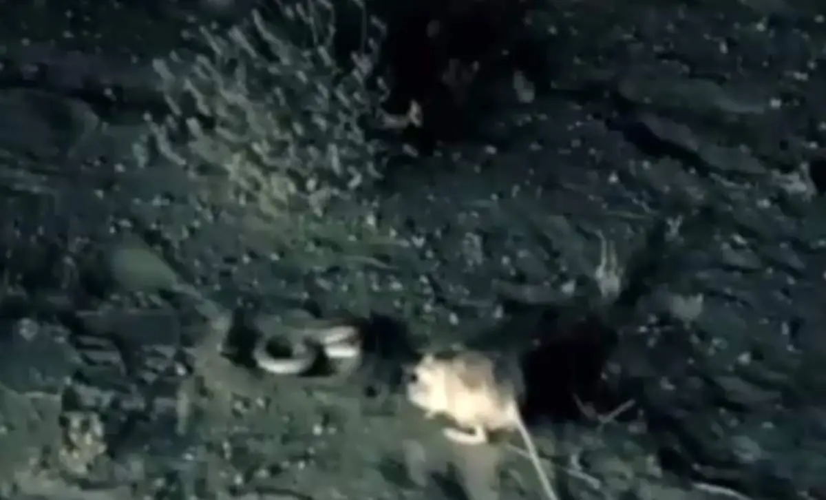 مبارزه جانانه یک موش با مار طعم‌کار؛ اجرای فنون کونگ‌فو + فیلم