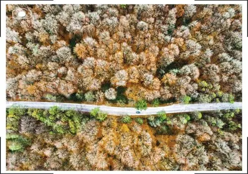 نمایی زیبا از گشت و گذار یک پلنگ در جنگل های هیرکانی+ فیلم