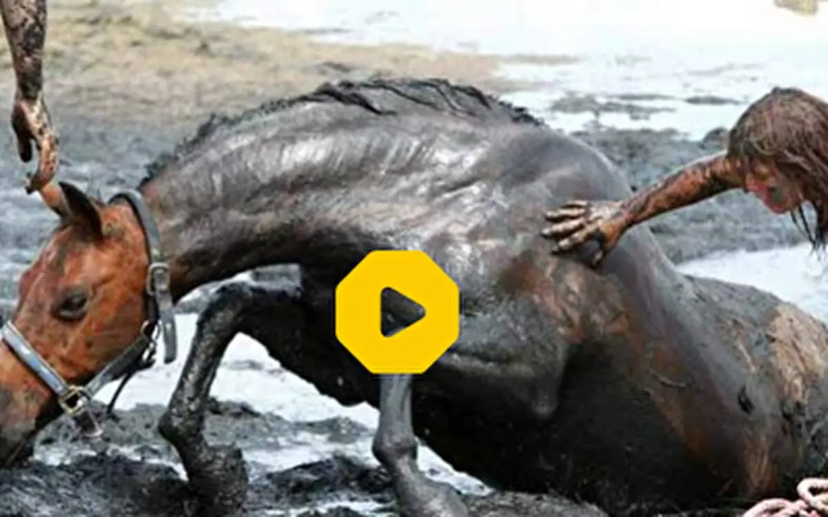 لحظه دیدنی نجات اسب از باتلاق با بیل مکانیکی!+ فیلم