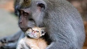 تلاش میمون برای نجات گربه گرفتار در چاه + فیلم