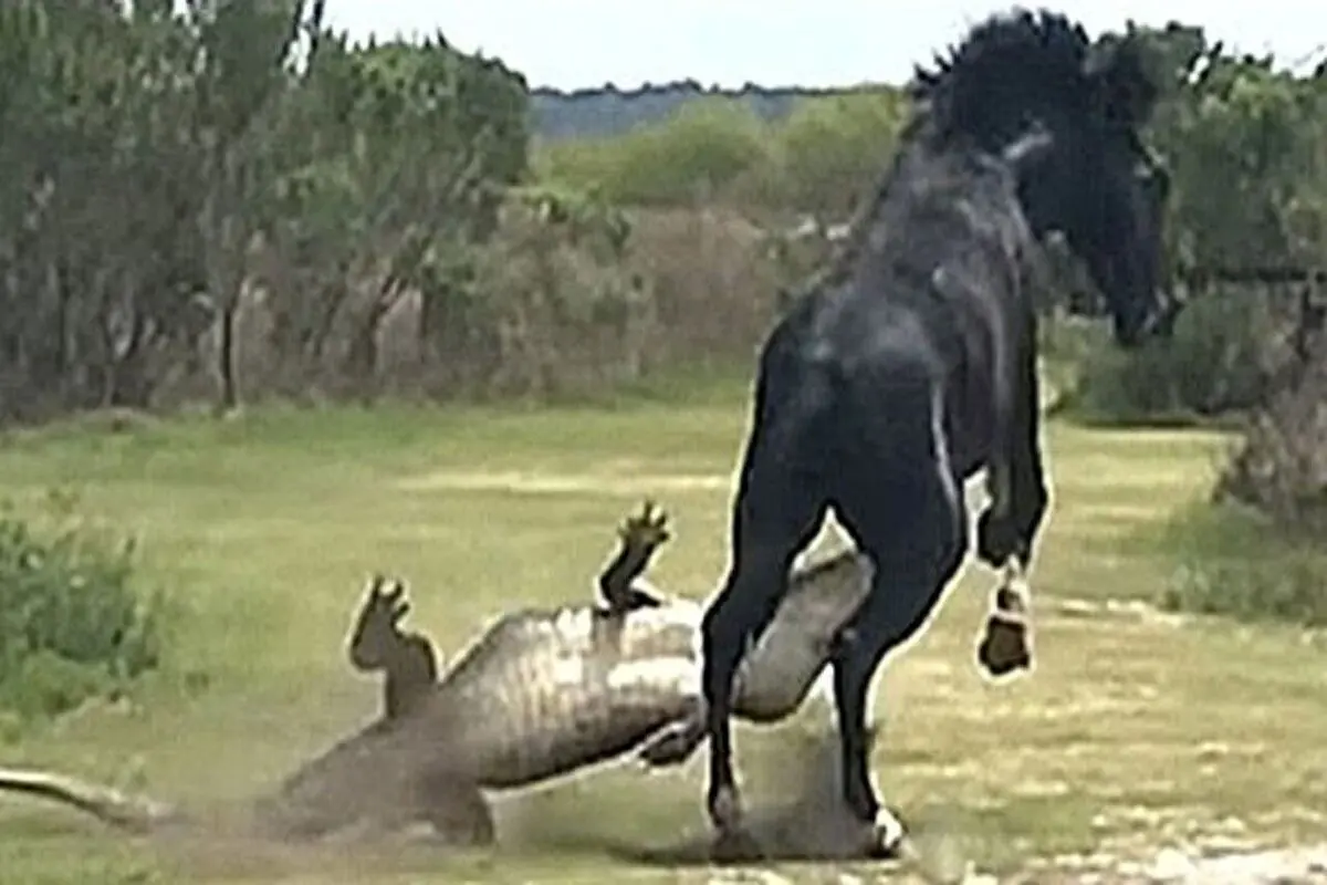 حمله اسب به کروکودیل! + فیلم