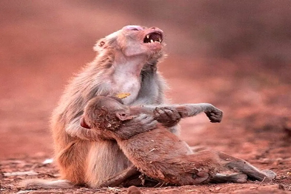 زجه میمون مادر پس از مرگ فرزندش