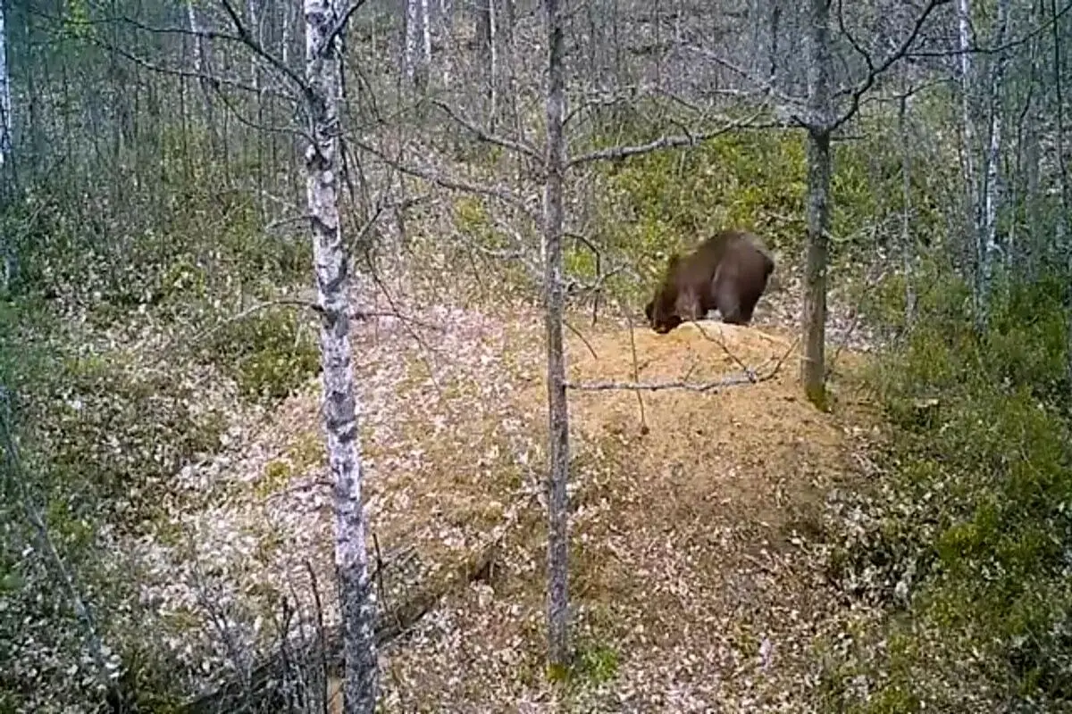 لحظه حمله خرس قهوه‌ای به لانه گرگ + فیلم