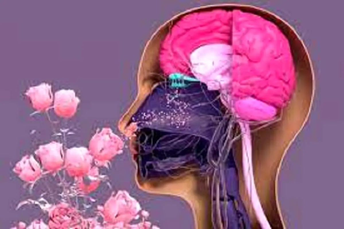 آنوسمیا چیست؟ / نحوه درمان آنوسمیا