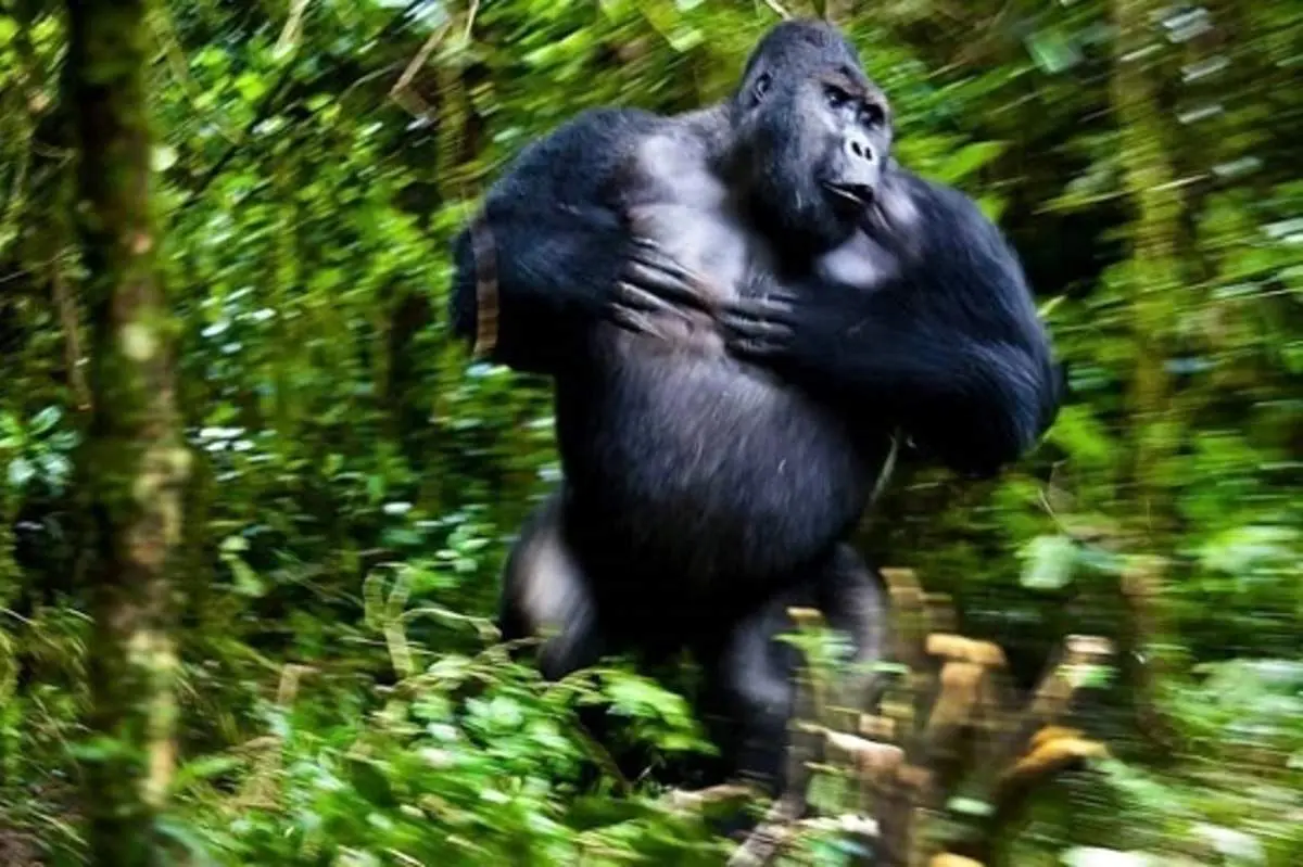 تصاویر خارق‌العاده از حیات وحش در سال ۲۰۲۱