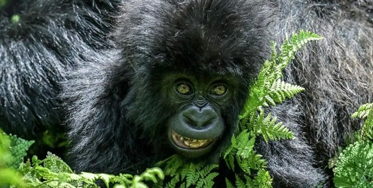 برترین عکس‌های حیات وحش این هفته/ از زنبور غول‌پیکر تا گوزن سردترین نقطه زمین!