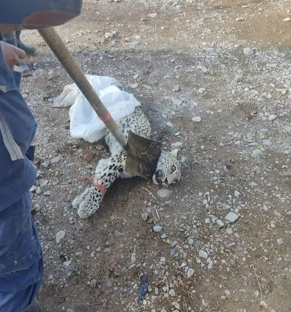 زنده گیری تلخ و دردناک یوزپلنگ ماهان با بیل! + عکس