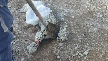 زنده گیری تلخ و دردناک یوزپلنگ ماهان با بیل! + عکس