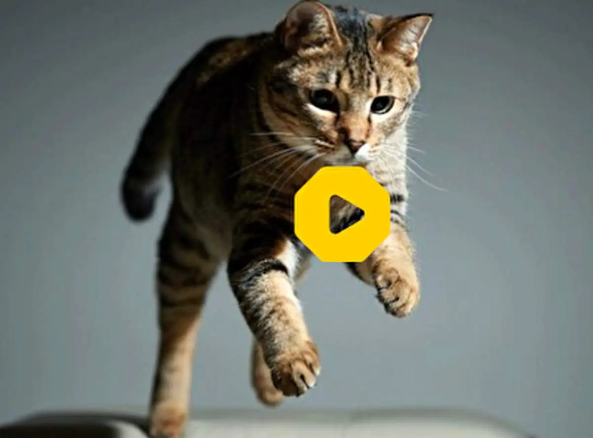 پاتک گربه سمج به میگوهای داخل ماهیتابه+ فیلم