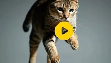 پاتک گربه سمج به میگوهای داخل ماهیتابه+ فیلم