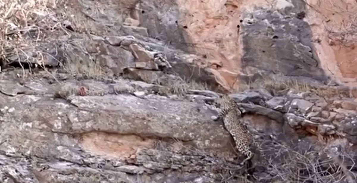 لحظه به دام افتادن پلنگ ایرانی در کردستان عراق+فیلم