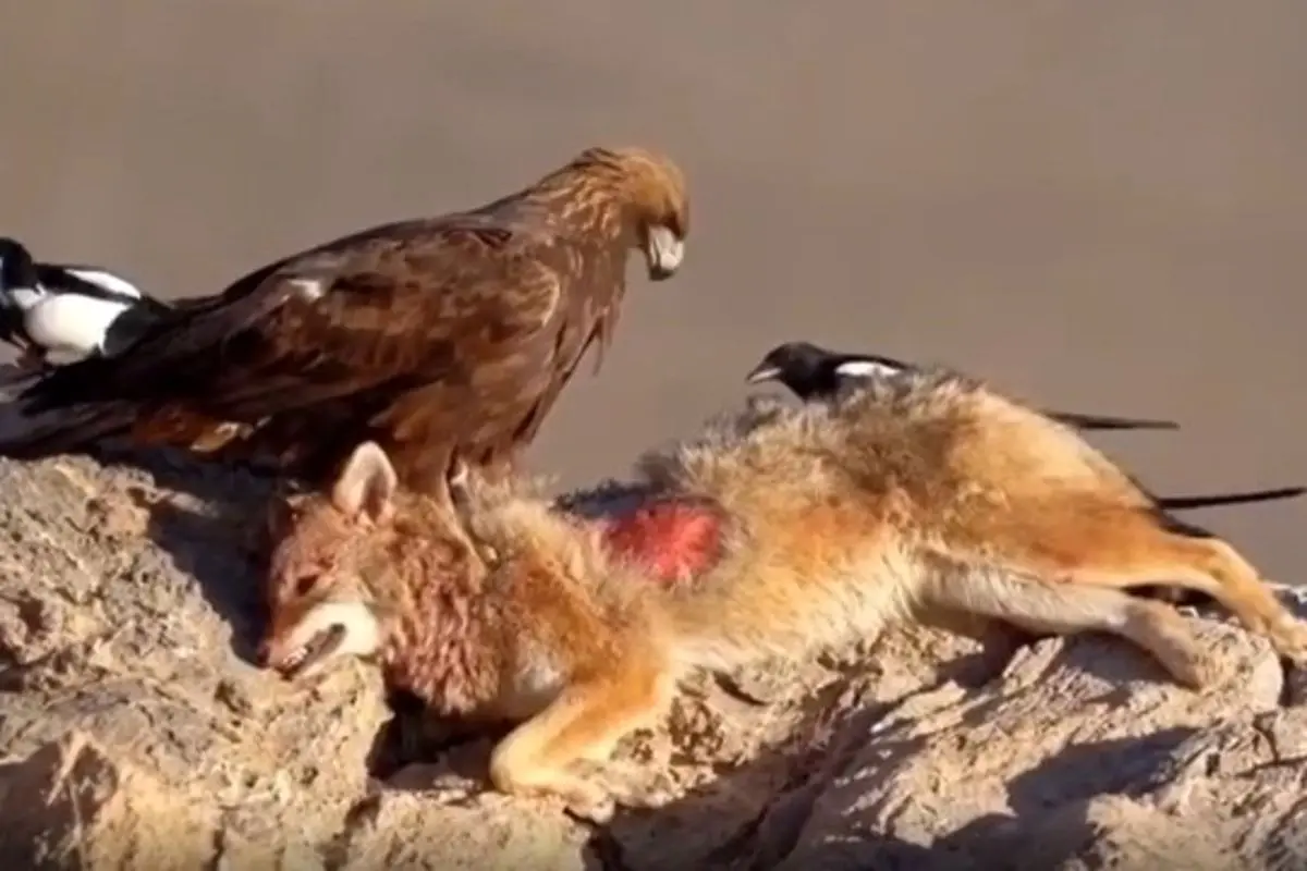 صحنه زیبایی از شکار و تغذیه عقاب طلایی از یک شغال+فیلم