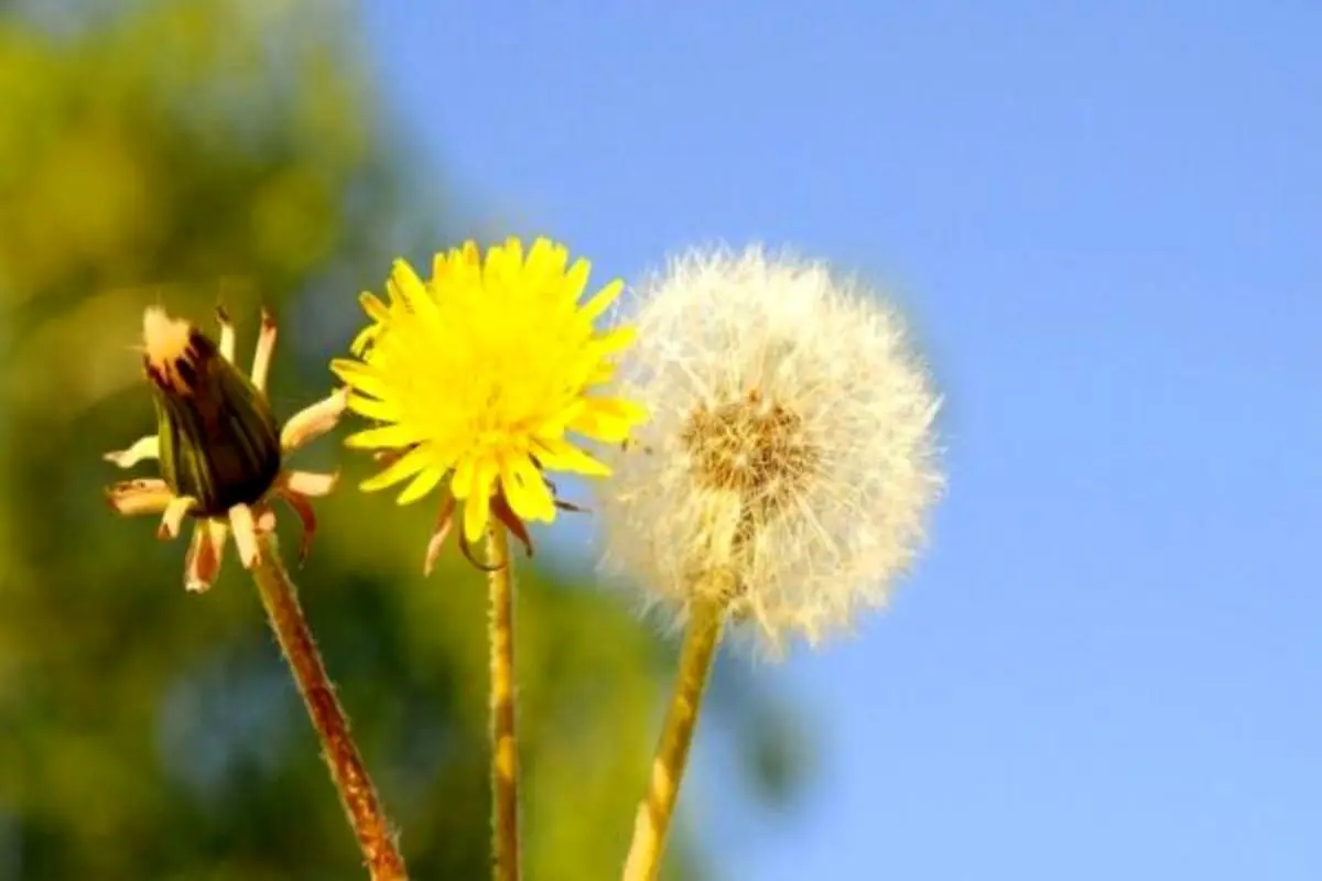 گلهای مناسب برای سرویس بهداشتی