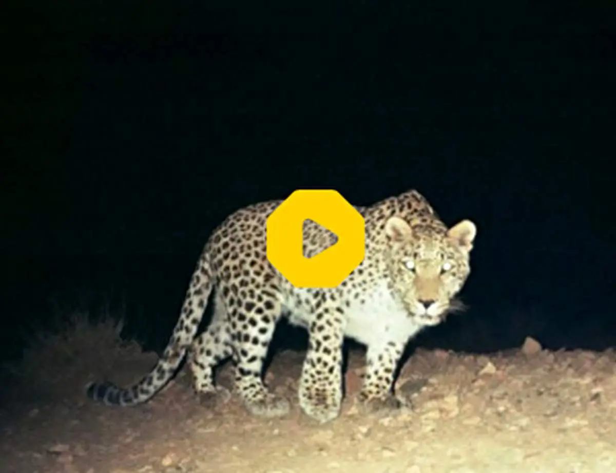 واکنش جالب و خنده‌دار یک پلنگ به تماشای خودش در آینه وسط جنگل+ فیلم