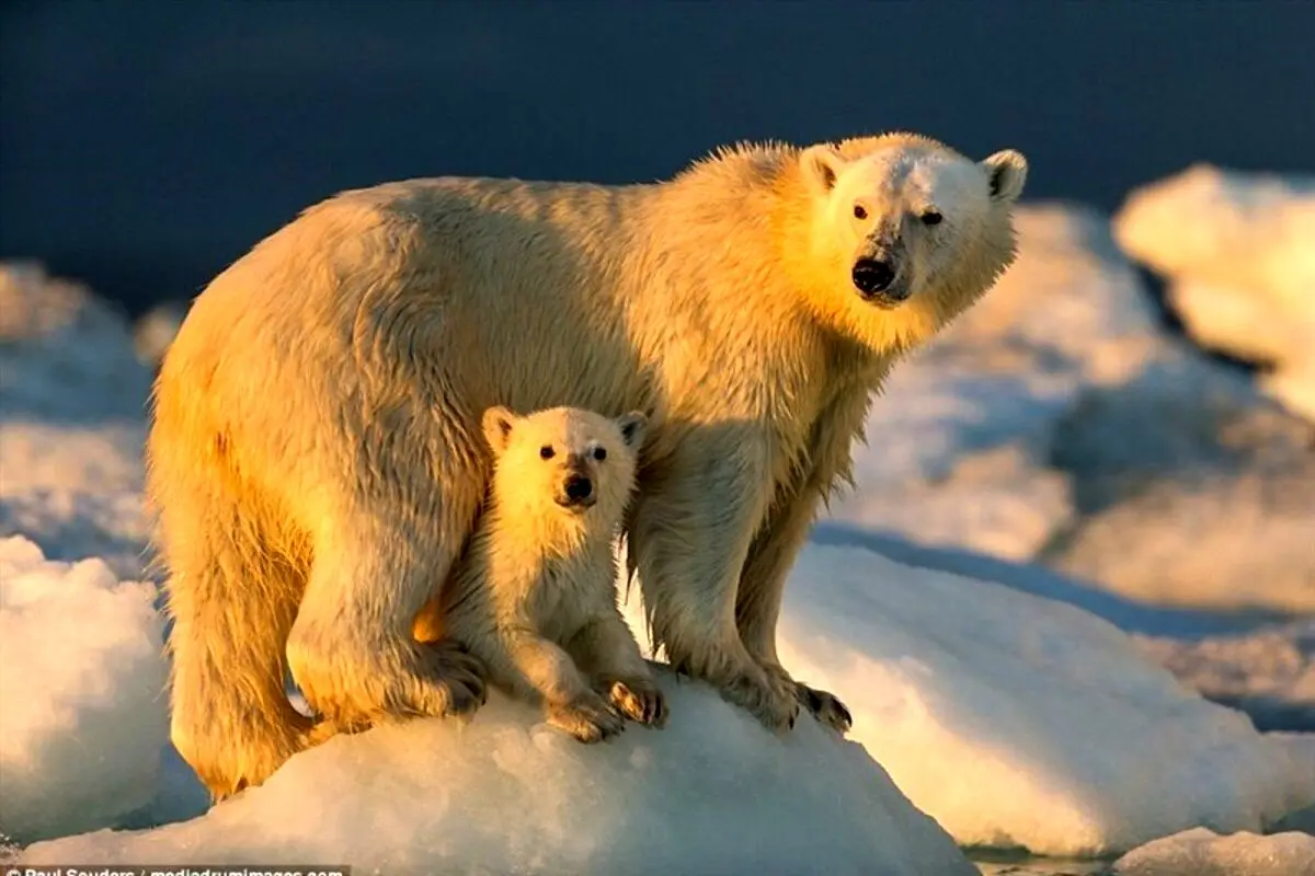 "خرس‌های قطبی" تا سال ۲۱۰۰ منقرض می‌شوند!