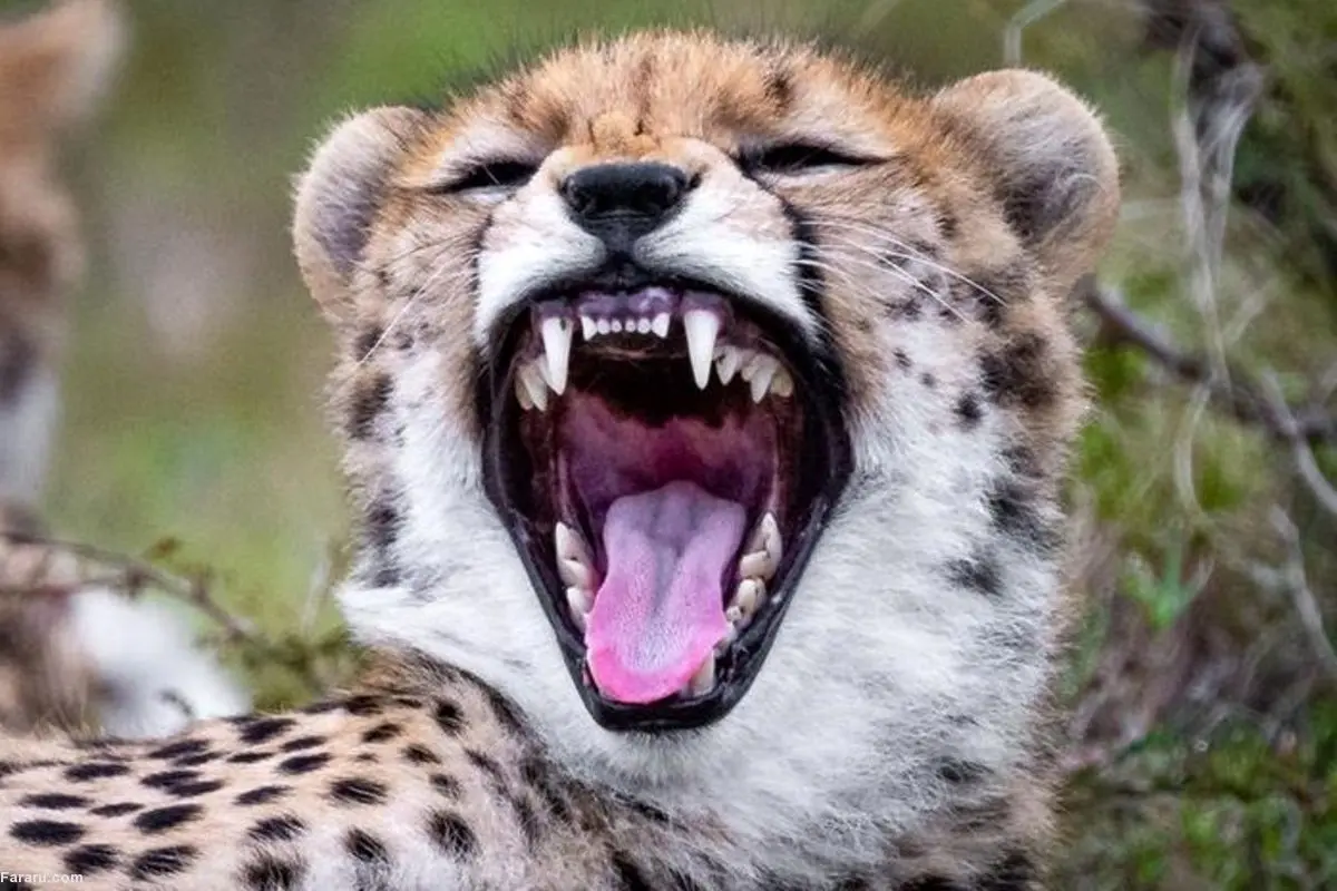 این بچه یوزپلنگ به چه چیزی می‌خندد!