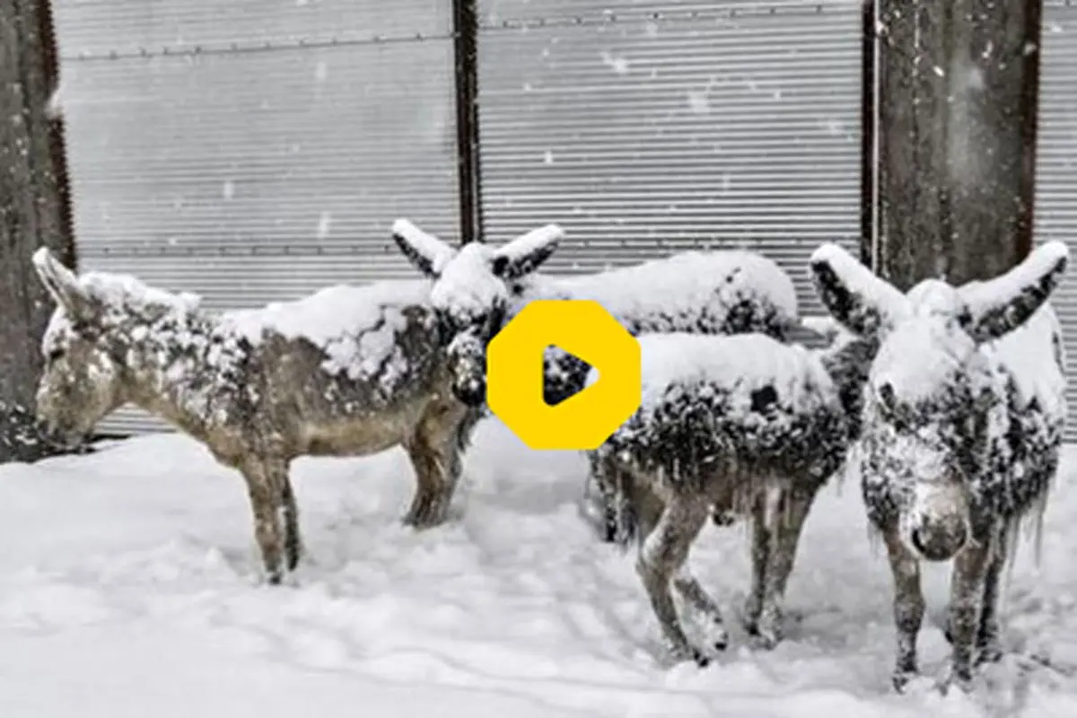 الاغ‌هایی که از شدت سرما یخ زدند+ فیلم
