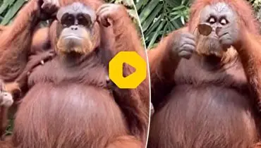 ویدئویی جالب و خنده‌دار از عینک زدن اورانگوتان+ فیلم