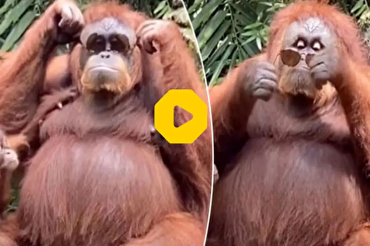 ویدئویی جالب و خنده‌دار از عینک زدن اورانگوتان+ فیلم