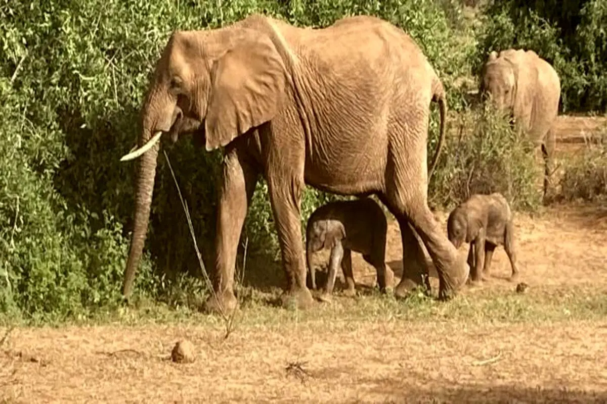فیل آفریقایی پس از ۲۲ ماه بارداری در پدیده‌ای نادر دوقلو زایید + فیلم