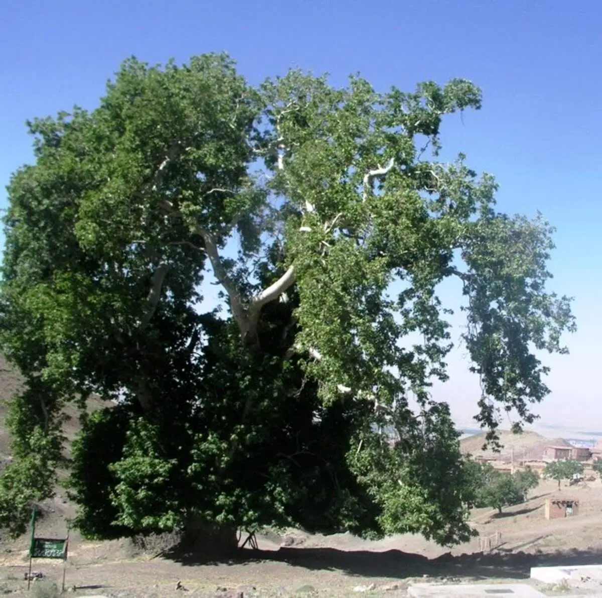ثبت درخت چنار کهنسال ۴۰۰ ساله روستای داس در فهرست میراث طبیعی ملی