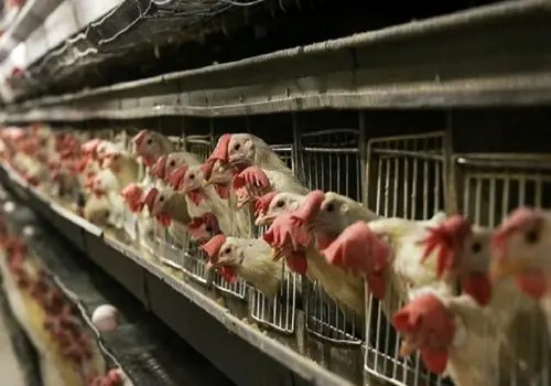 قیمت مرغ در ۲۵ آبان ۱۴۰۴؛ تغییرات جزئی در قیمت‌ها