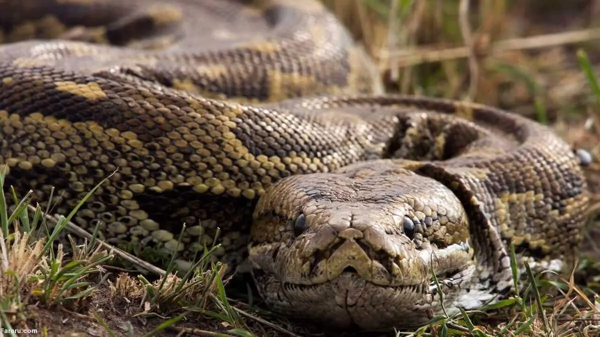 لحظه شکار گربه توسط مار پیتون + فیلم