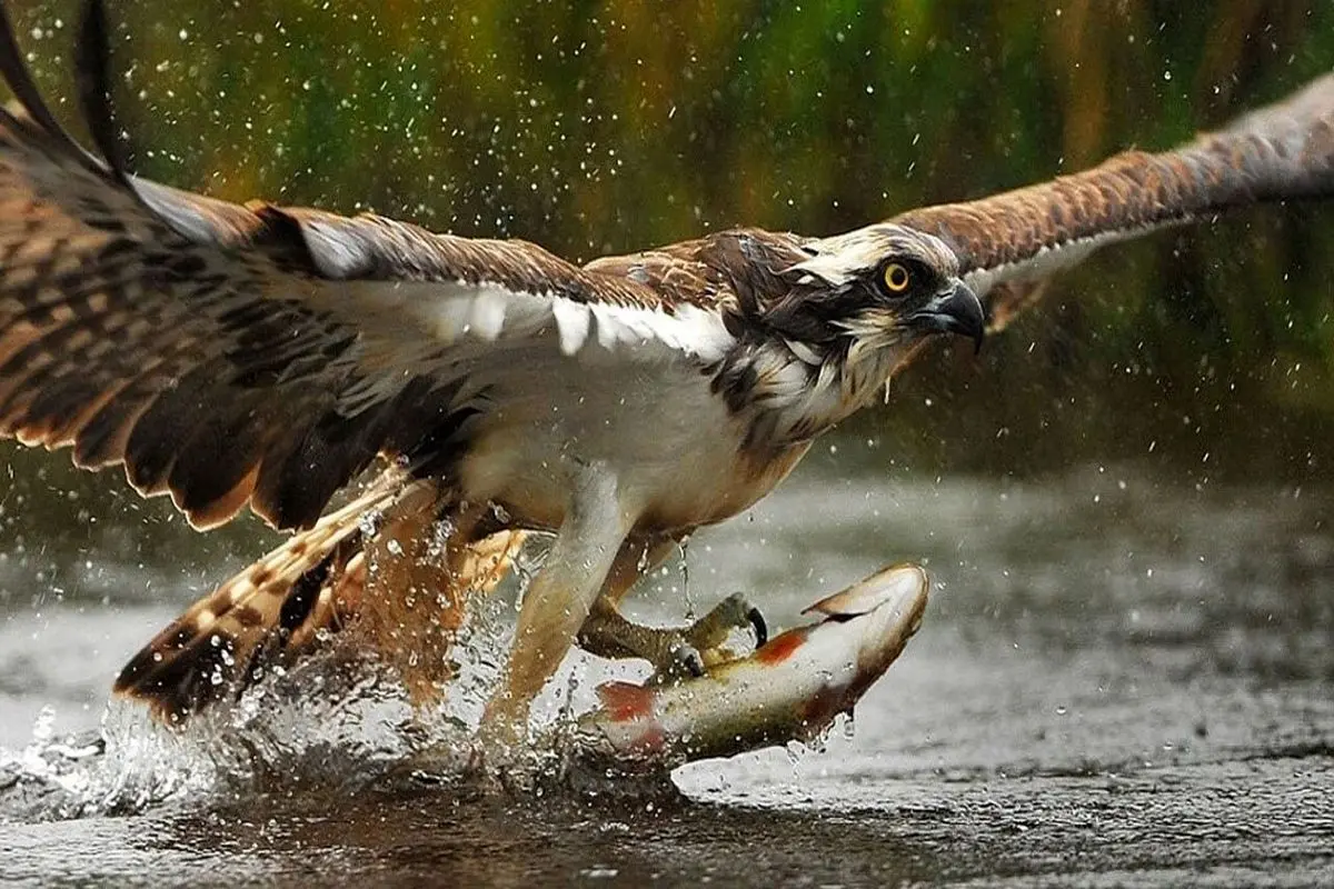 لحظه شکار ماهی توسط عقاب از زیر آب + فیلم