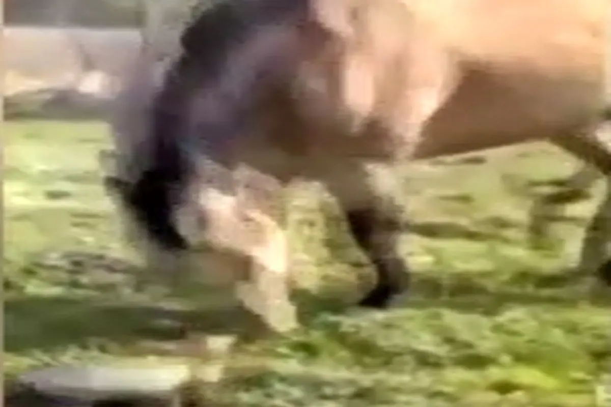 حمله ناگهانی یک لاک‌پشت به اسب کنجکاو؛ فرار با تمام قوا!+فیلم