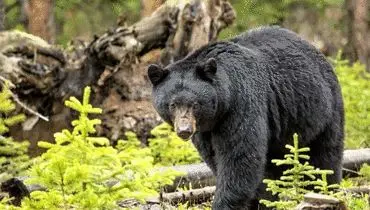 حمله و درگیری ترسناک یک خرس به یک شهروند در فلوریدا + فیلم