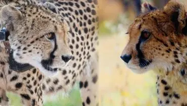 اتفاق تلخ در حیات وحش؛ پلنگ بچه یوزپلنگ را کشت + فیلم