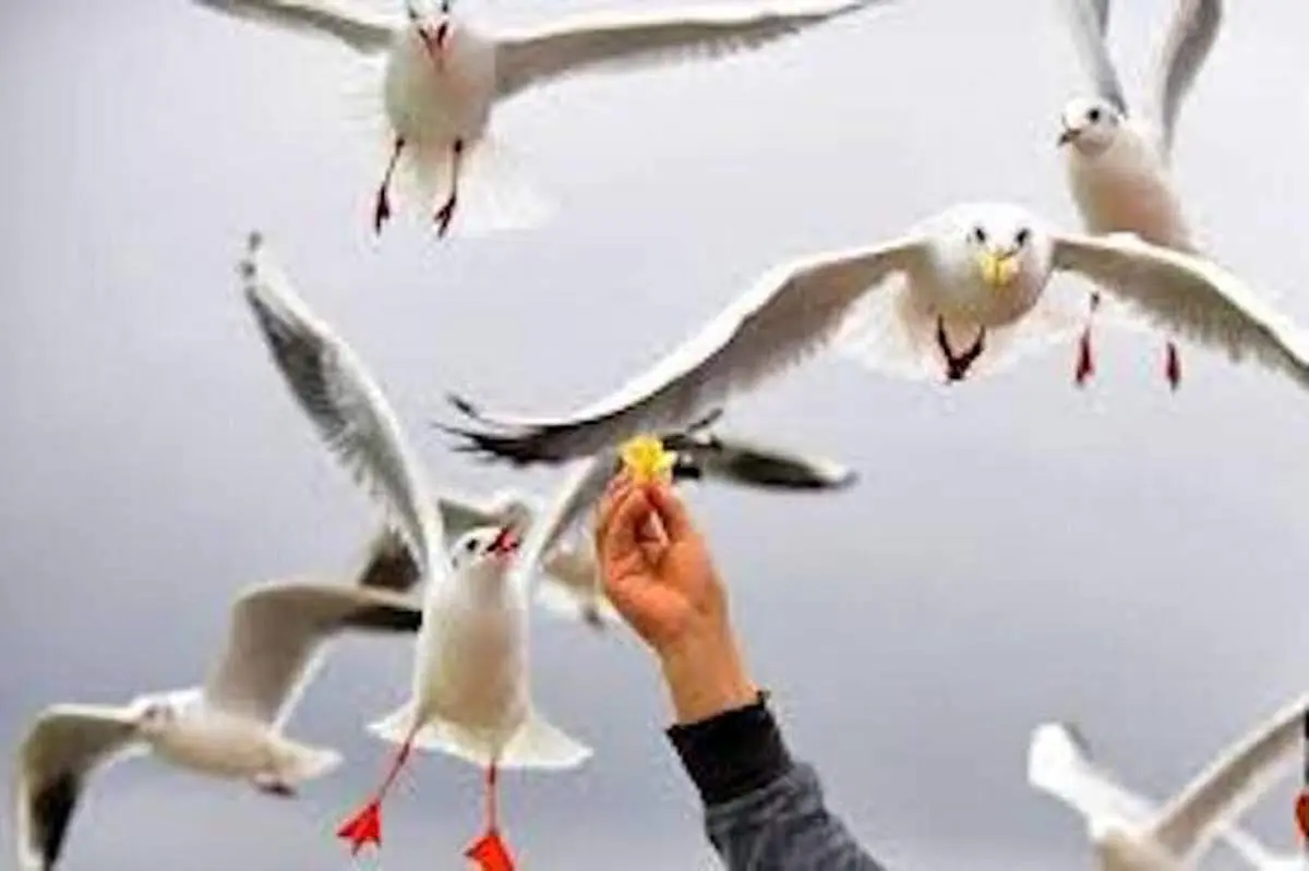 لحظهای عجیب از غذا دادن به پرندگان وحشی مهاجر در اهواز + فیلم