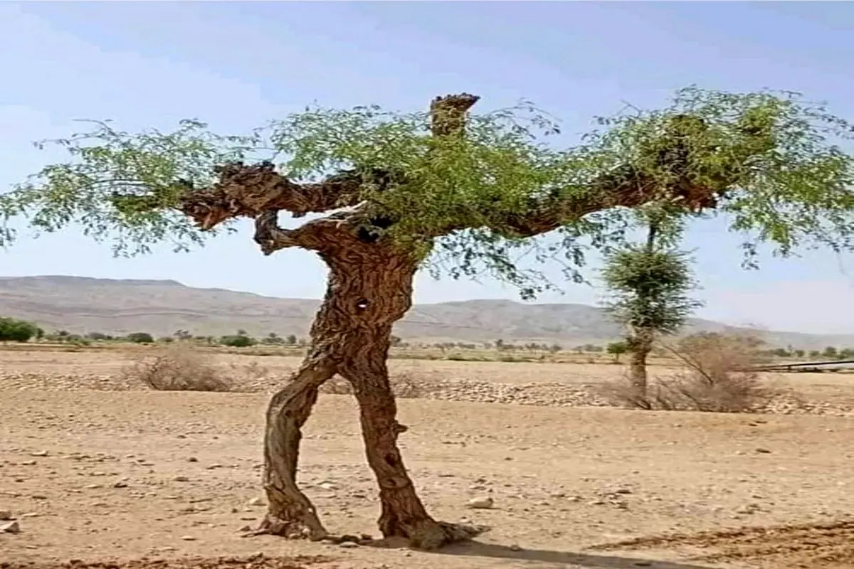 تصویری از یک درخت انساننما که دو پا دارد!