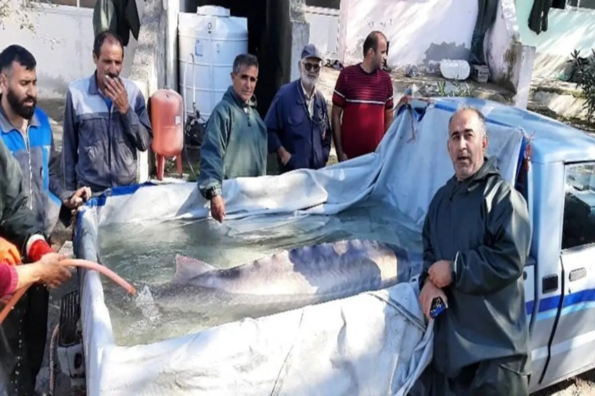 فیل ماهی ۳۰۰ کیلویی در تور صیادان مازندران + فیلم