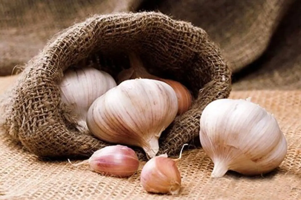 خواص بینظیری که مصرف سیر برای سلامت کودکان دارد