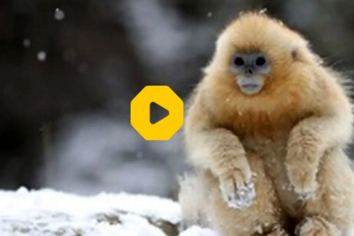 لذت بردن یک میمون از بارش برف در ترکیه+فیلم