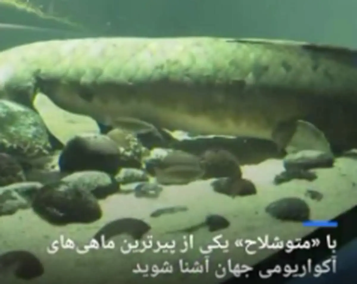رونمایی از پیرترین ماهی‌ جهان با ۹۰ سال سن+ فیلم