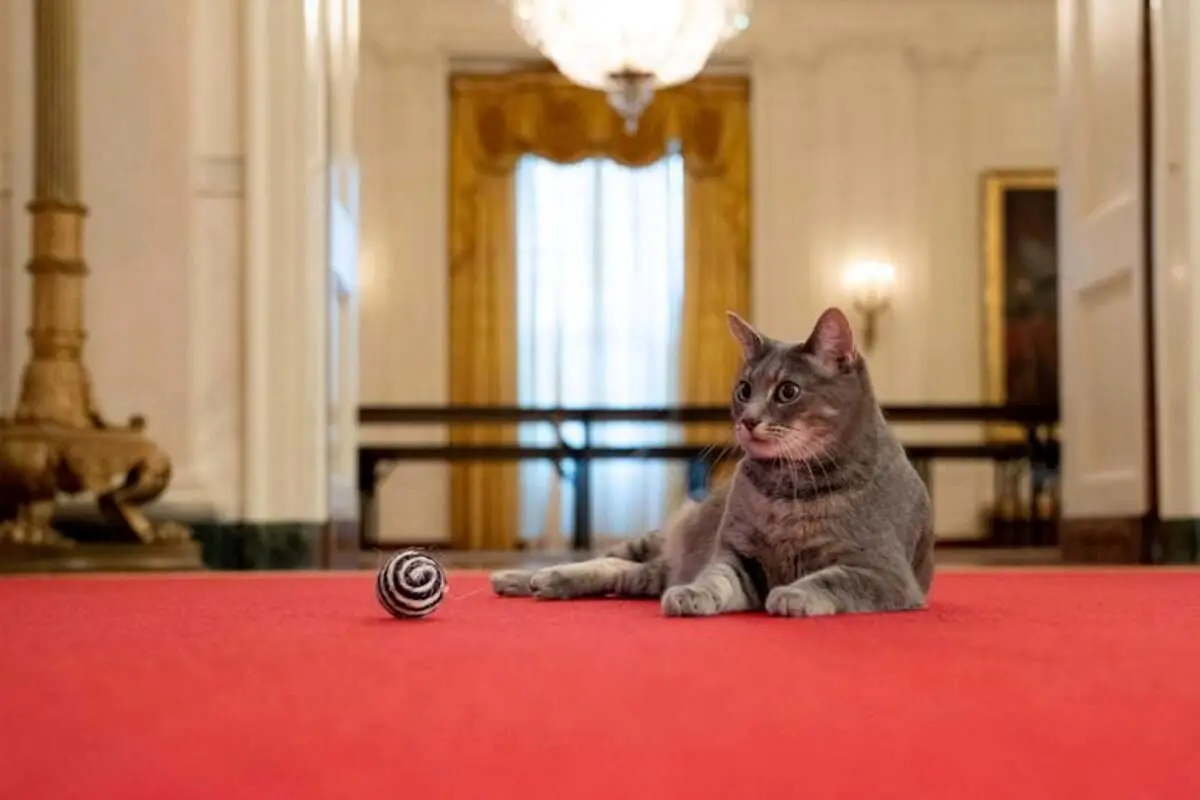 گربه خاکستری معروف به کاخ سفید رفت